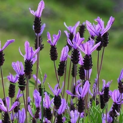 Descubriendo los Encantos de la Lavanda: Usos y Orígenes - Rincón Zen