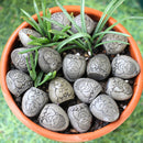 Mini Budas de Piedra