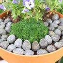 Mini Budas de Piedra