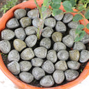 Mini Budas de Piedra