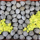 Mini Budas de Piedra